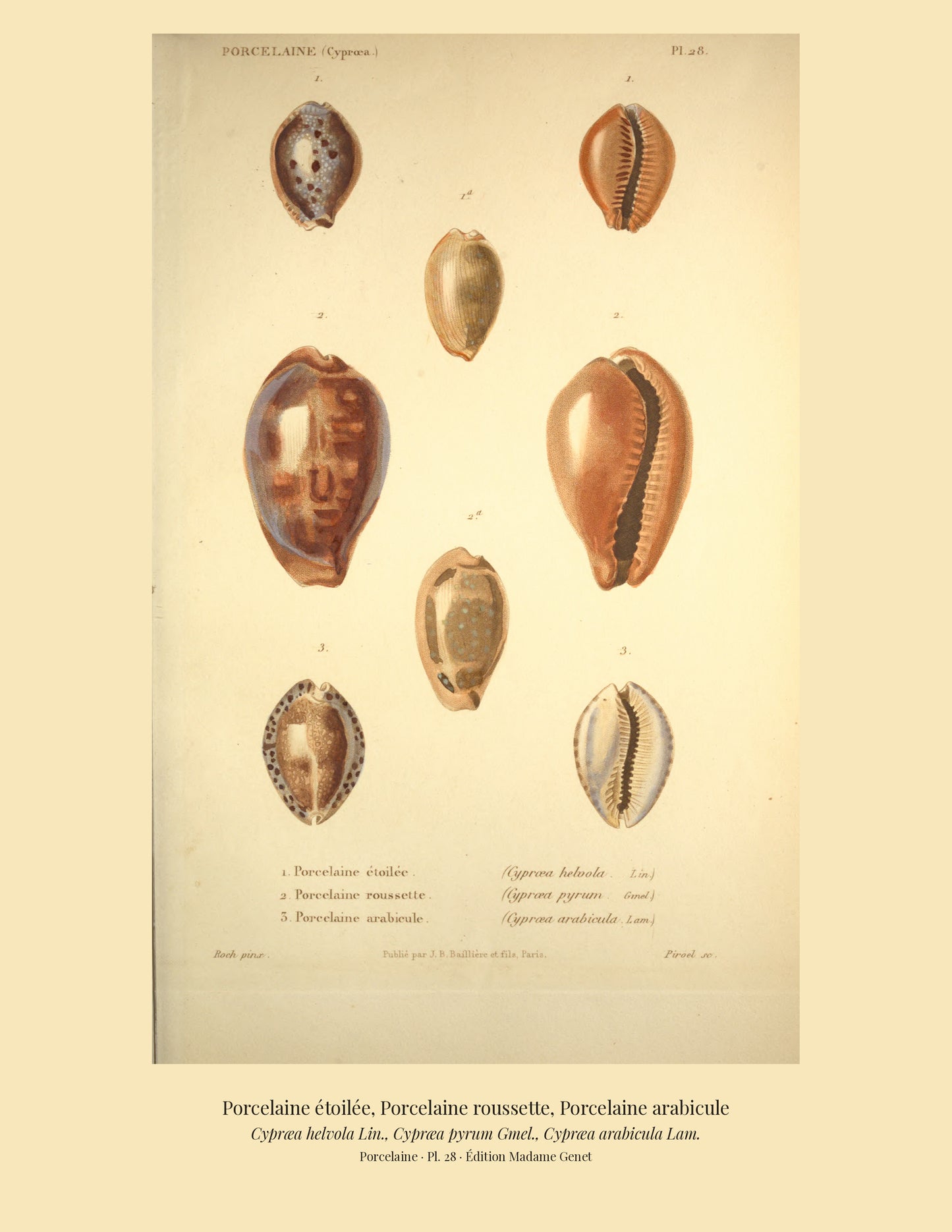 Cypræa helvola, Cypræa pyrum and Cypræa arabicula — Porcelaine étoilée, Porcelaine roussette and Porcelaine arabicule, hand-engraved plate 28 from Kiener, Coquilles vivantes, Paris.