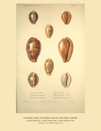 Cypræa helvola, Cypræa pyrum and Cypræa arabicula — Porcelaine étoilée, Porcelaine roussette and Porcelaine arabicule, hand-engraved plate 28 from Kiener, Coquilles vivantes, Paris.