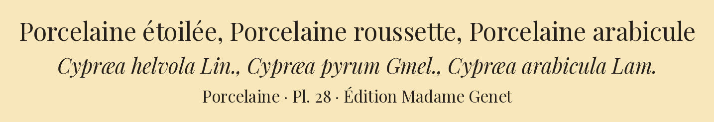 Cypræa helvola, Cypræa pyrum and Cypræa arabicula — Porcelaine étoilée, Porcelaine roussette and Porcelaine arabicule, hand-engraved plate 28 from Kiener, Coquilles vivantes, Paris.