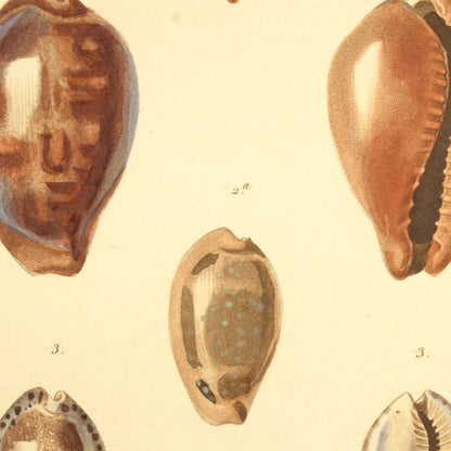 Cypræa helvola, Cypræa pyrum and Cypræa arabicula — Porcelaine étoilée, Porcelaine roussette and Porcelaine arabicule, hand-engraved plate 28 from Kiener, Coquilles vivantes, Paris.