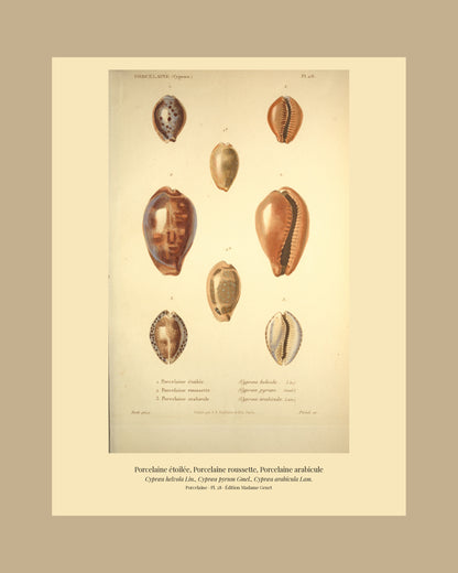 Cypræa helvola, Cypræa pyrum and Cypræa arabicula — Porcelaine étoilée, Porcelaine roussette and Porcelaine arabicule, hand-engraved plate 28 from Kiener, Coquilles vivantes, Paris.