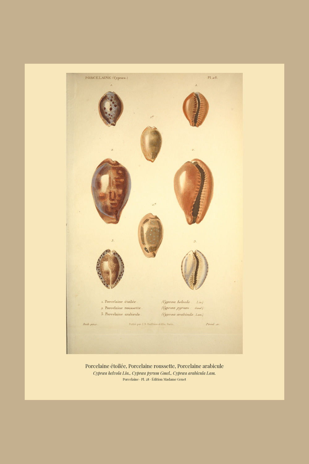 Cypræa helvola, Cypræa pyrum and Cypræa arabicula — Porcelaine étoilée, Porcelaine roussette and Porcelaine arabicule, hand-engraved plate 28 from Kiener, Coquilles vivantes, Paris.