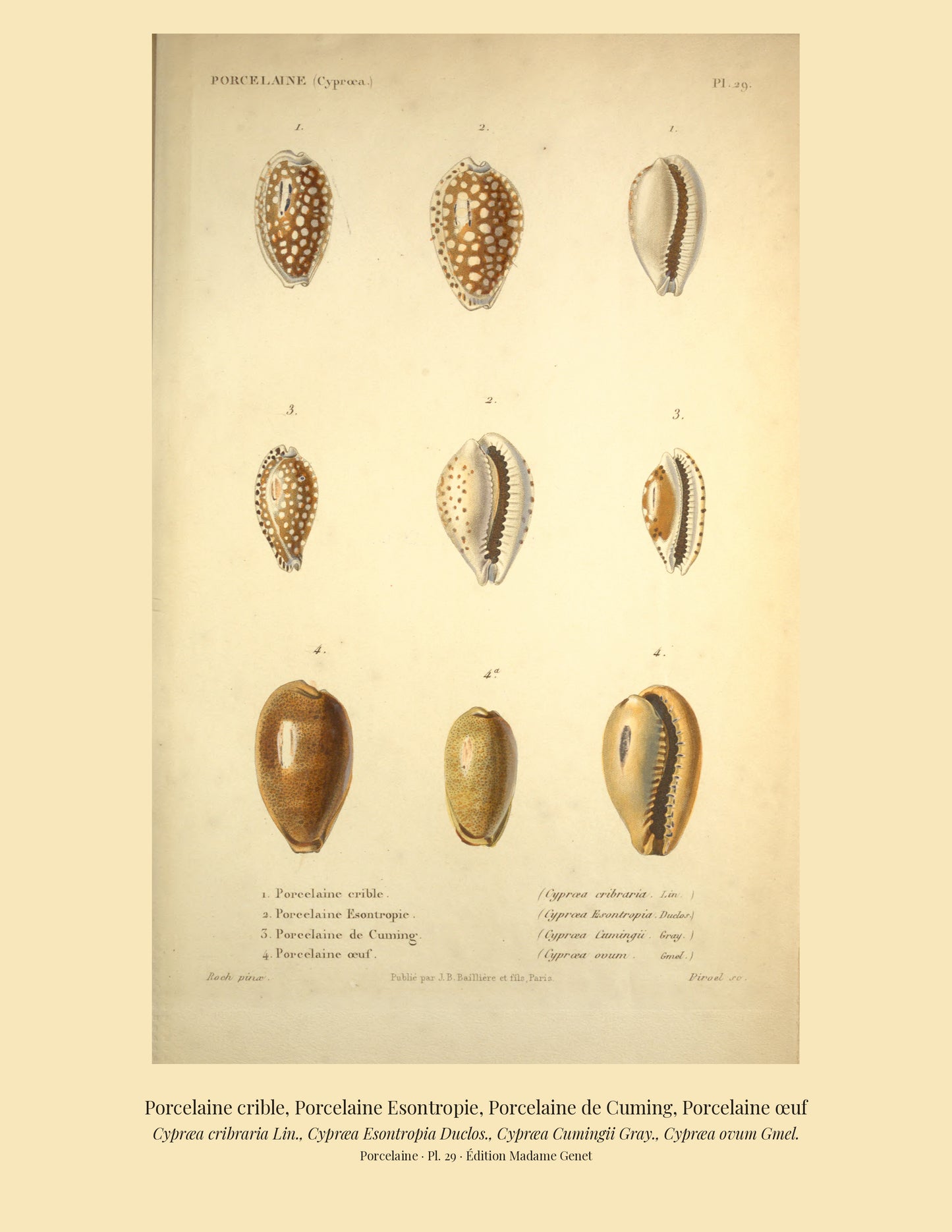 Cypræa cribraria, Cypræa Esontropia, Cypræa Cumingii and Cypræa ovum — Porcelaine crible, Porcelaine Esontropie, Porcelaine de Cuming and Porcelaine œuf, hand-engraved plate 29 from Kiener, Coquilles vivantes, Paris.