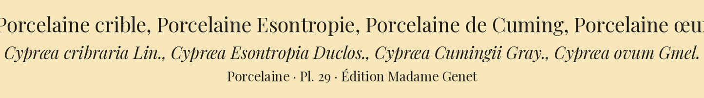 Cypræa cribraria, Cypræa Esontropia, Cypræa Cumingii and Cypræa ovum — Porcelaine crible, Porcelaine Esontropie, Porcelaine de Cuming and Porcelaine œuf, hand-engraved plate 29 from Kiener, Coquilles vivantes, Paris.