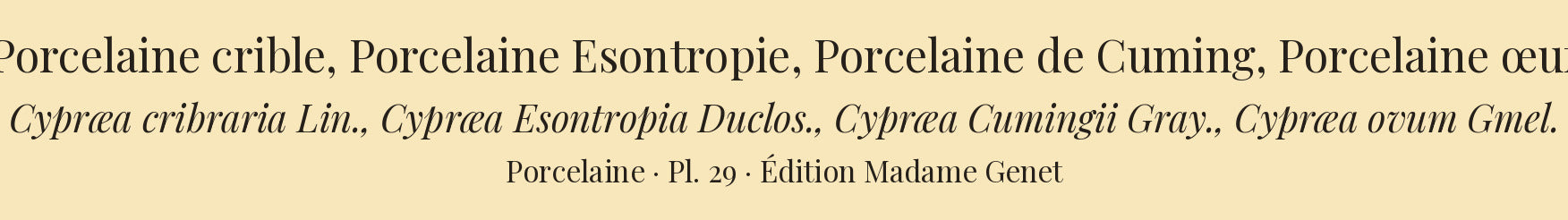 Cypræa cribraria, Cypræa Esontropia, Cypræa Cumingii and Cypræa ovum — Porcelaine crible, Porcelaine Esontropie, Porcelaine de Cuming and Porcelaine œuf, hand-engraved plate 29 from Kiener, Coquilles vivantes, Paris.