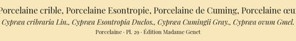 Cypræa cribraria, Cypræa Esontropia, Cypræa Cumingii and Cypræa ovum — Porcelaine crible, Porcelaine Esontropie, Porcelaine de Cuming and Porcelaine œuf, hand-engraved plate 29 from Kiener, Coquilles vivantes, Paris.