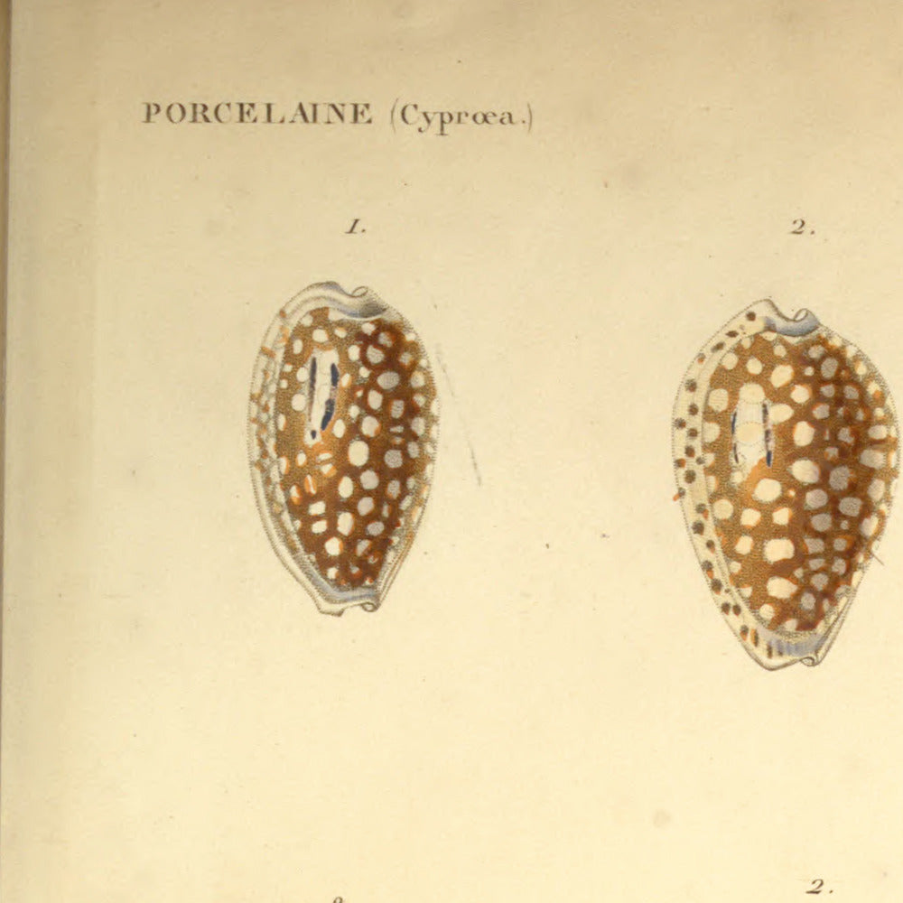 Cypræa cribraria, Cypræa Esontropia, Cypræa Cumingii and Cypræa ovum — Porcelaine crible, Porcelaine Esontropie, Porcelaine de Cuming and Porcelaine œuf, hand-engraved plate 29 from Kiener, Coquilles vivantes, Paris.
