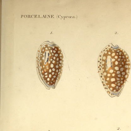 Cypræa cribraria, Cypræa Esontropia, Cypræa Cumingii and Cypræa ovum — Porcelaine crible, Porcelaine Esontropie, Porcelaine de Cuming and Porcelaine œuf, hand-engraved plate 29 from Kiener, Coquilles vivantes, Paris.