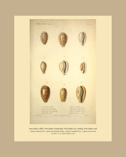 Cypræa cribraria, Cypræa Esontropia, Cypræa Cumingii and Cypræa ovum — Porcelaine crible, Porcelaine Esontropie, Porcelaine de Cuming and Porcelaine œuf, hand-engraved plate 29 from Kiener, Coquilles vivantes, Paris.