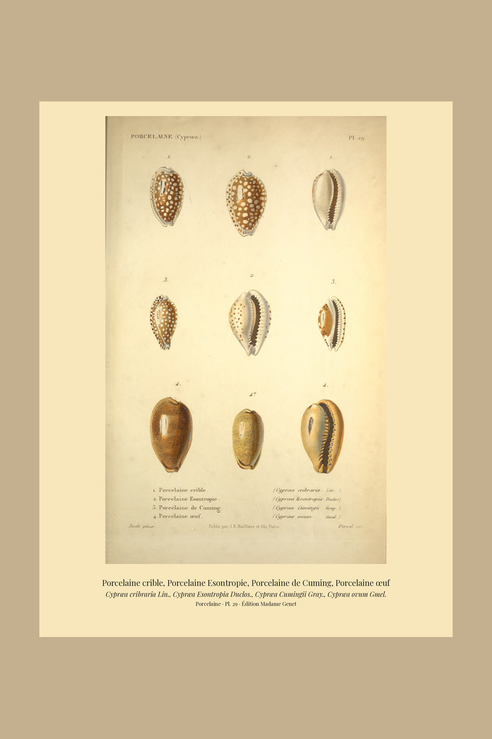 Cypræa cribraria, Cypræa Esontropia, Cypræa Cumingii and Cypræa ovum — Porcelaine crible, Porcelaine Esontropie, Porcelaine de Cuming and Porcelaine œuf, hand-engraved plate 29 from Kiener, Coquilles vivantes, Paris.