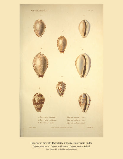 Cypræa spurca, Cypræa miliaris and Cypræa undata — Porcelaine flavéole, Porcelaine miliaire and Porcelaine ondée, hand-engraved plate 30 from Kiener, Coquilles vivantes, Paris.