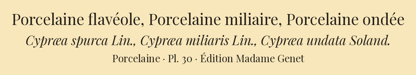 Cypræa spurca, Cypræa miliaris and Cypræa undata — Porcelaine flavéole, Porcelaine miliaire and Porcelaine ondée, hand-engraved plate 30 from Kiener, Coquilles vivantes, Paris.
