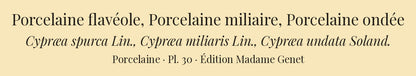Cypræa spurca, Cypræa miliaris and Cypræa undata — Porcelaine flavéole, Porcelaine miliaire and Porcelaine ondée, hand-engraved plate 30 from Kiener, Coquilles vivantes, Paris.