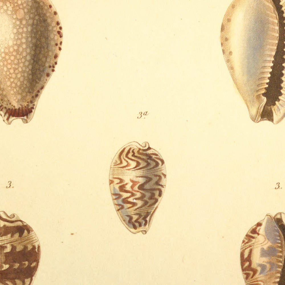 Cypræa spurca, Cypræa miliaris and Cypræa undata — Porcelaine flavéole, Porcelaine miliaire and Porcelaine ondée, hand-engraved plate 30 from Kiener, Coquilles vivantes, Paris.