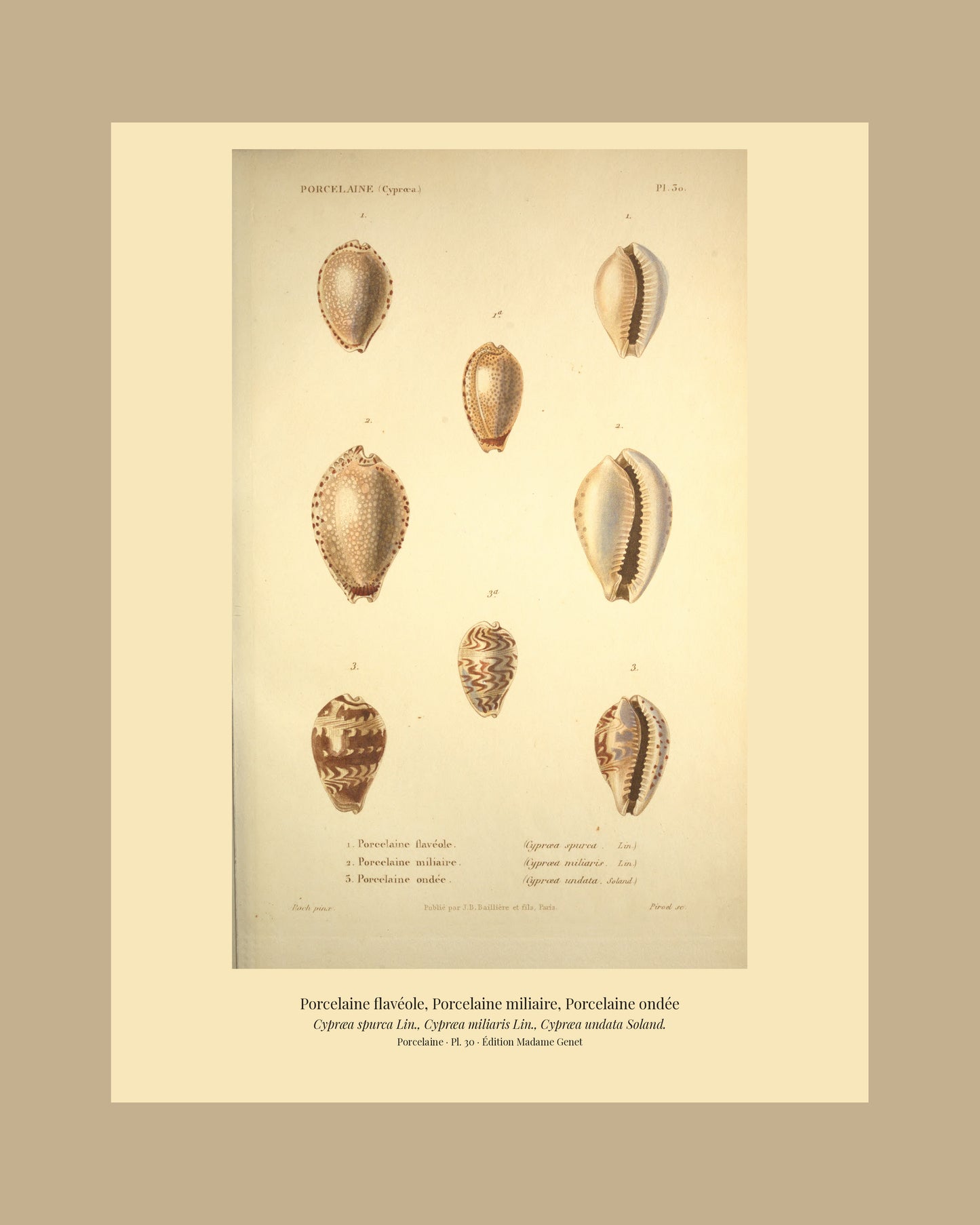 Cypræa spurca, Cypræa miliaris and Cypræa undata — Porcelaine flavéole, Porcelaine miliaire and Porcelaine ondée, hand-engraved plate 30 from Kiener, Coquilles vivantes, Paris.