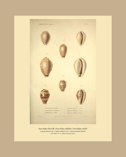 Cypræa spurca, Cypræa miliaris and Cypræa undata — Porcelaine flavéole, Porcelaine miliaire and Porcelaine ondée, hand-engraved plate 30 from Kiener, Coquilles vivantes, Paris.