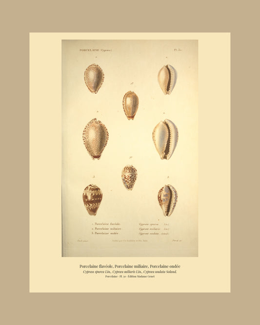 Cypræa spurca, Cypræa miliaris and Cypræa undata — Porcelaine flavéole, Porcelaine miliaire and Porcelaine ondée, hand-engraved plate 30 from Kiener, Coquilles vivantes, Paris.