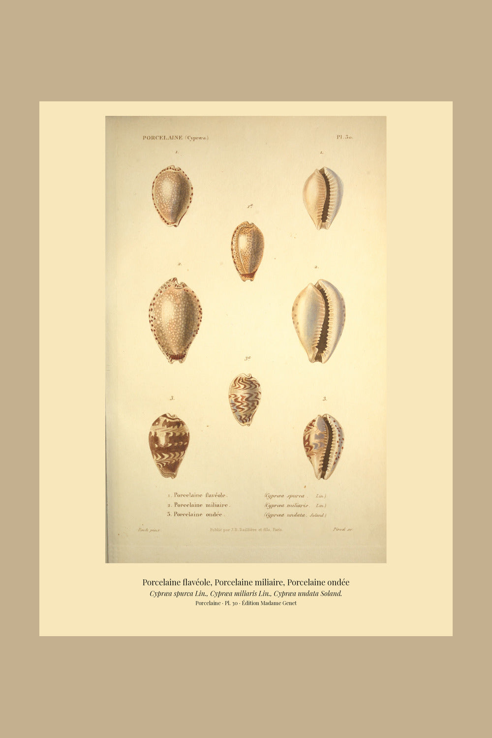 Cypræa spurca, Cypræa miliaris and Cypræa undata — Porcelaine flavéole, Porcelaine miliaire and Porcelaine ondée, hand-engraved plate 30 from Kiener, Coquilles vivantes, Paris.
