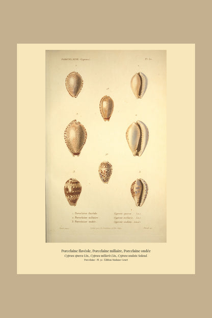Cypræa spurca, Cypræa miliaris and Cypræa undata — Porcelaine flavéole, Porcelaine miliaire and Porcelaine ondée, hand-engraved plate 30 from Kiener, Coquilles vivantes, Paris.