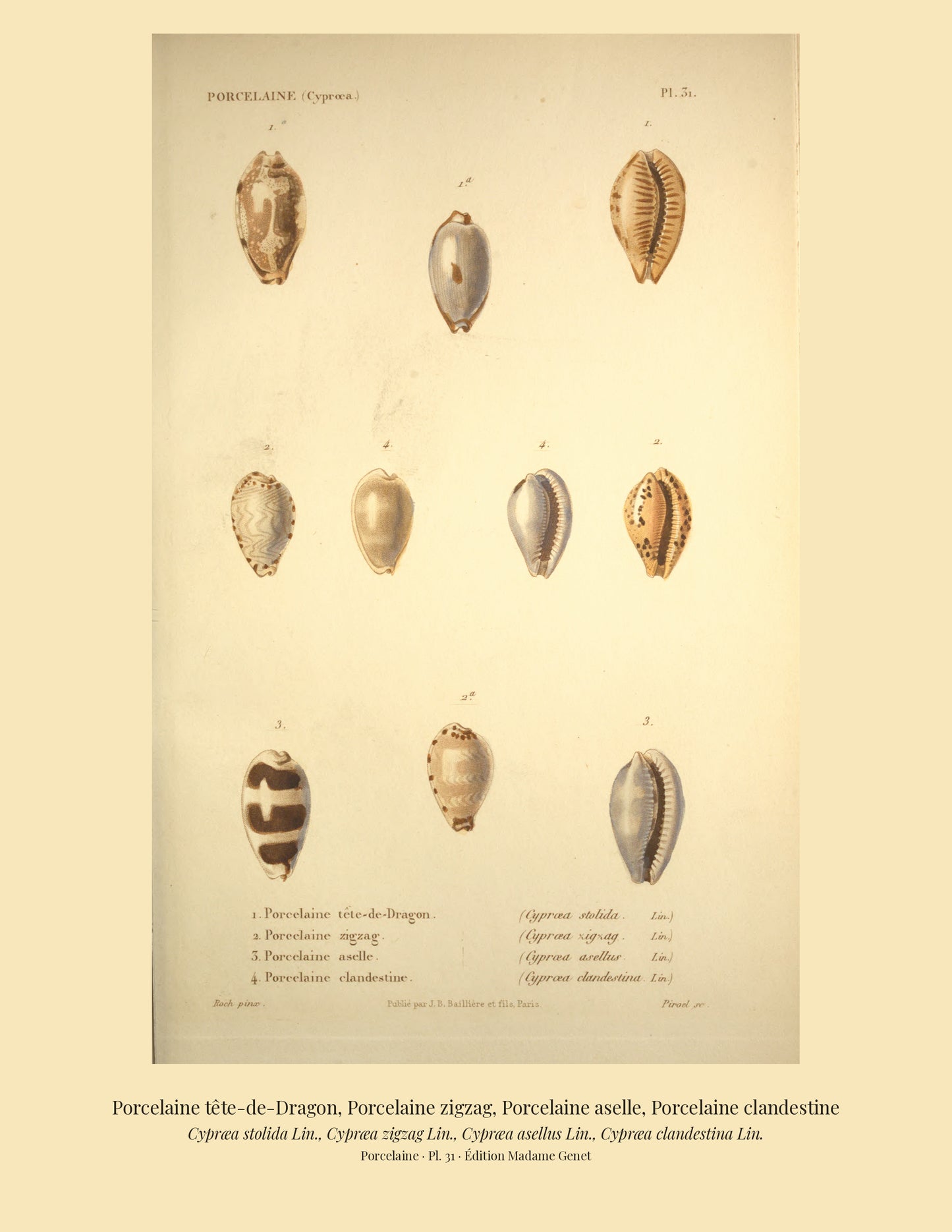 Cypræa stolida, Cypræa zigzag, Cypræa asellus and Cypræa clandestina — Porcelaine tête-de-Dragon, Porcelaine zigzag, Porcelaine aselle and Porcelaine clandestine, hand-engraved plate 31 from Kiener, Coquilles vivantes, Paris.