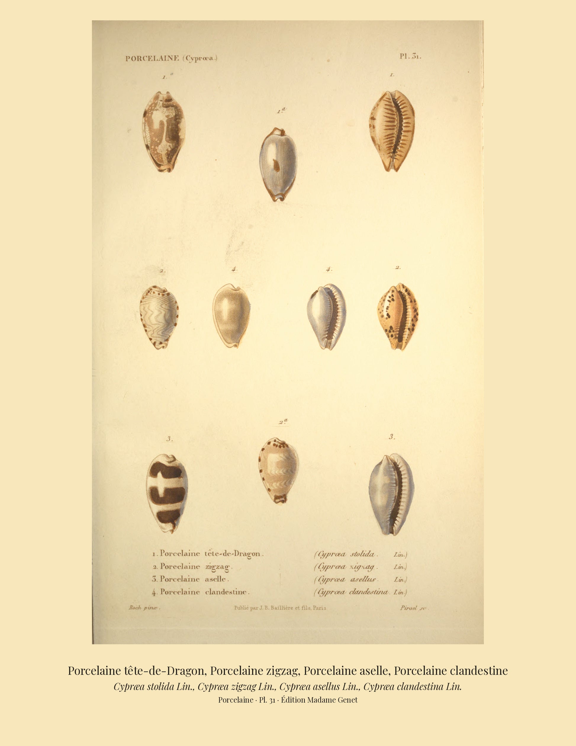 Cypræa stolida, Cypræa zigzag, Cypræa asellus and Cypræa clandestina — Porcelaine tête-de-Dragon, Porcelaine zigzag, Porcelaine aselle and Porcelaine clandestine, hand-engraved plate 31 from Kiener, Coquilles vivantes, Paris.
