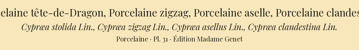 Cypræa stolida, Cypræa zigzag, Cypræa asellus and Cypræa clandestina — Porcelaine tête-de-Dragon, Porcelaine zigzag, Porcelaine aselle and Porcelaine clandestine, hand-engraved plate 31 from Kiener, Coquilles vivantes, Paris.