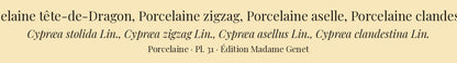 Cypræa stolida, Cypræa zigzag, Cypræa asellus and Cypræa clandestina — Porcelaine tête-de-Dragon, Porcelaine zigzag, Porcelaine aselle and Porcelaine clandestine, hand-engraved plate 31 from Kiener, Coquilles vivantes, Paris.