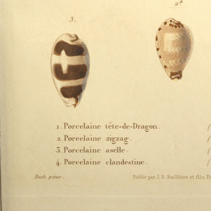 Cypræa stolida, Cypræa zigzag, Cypræa asellus and Cypræa clandestina — Porcelaine tête-de-Dragon, Porcelaine zigzag, Porcelaine aselle and Porcelaine clandestine, hand-engraved plate 31 from Kiener, Coquilles vivantes, Paris.