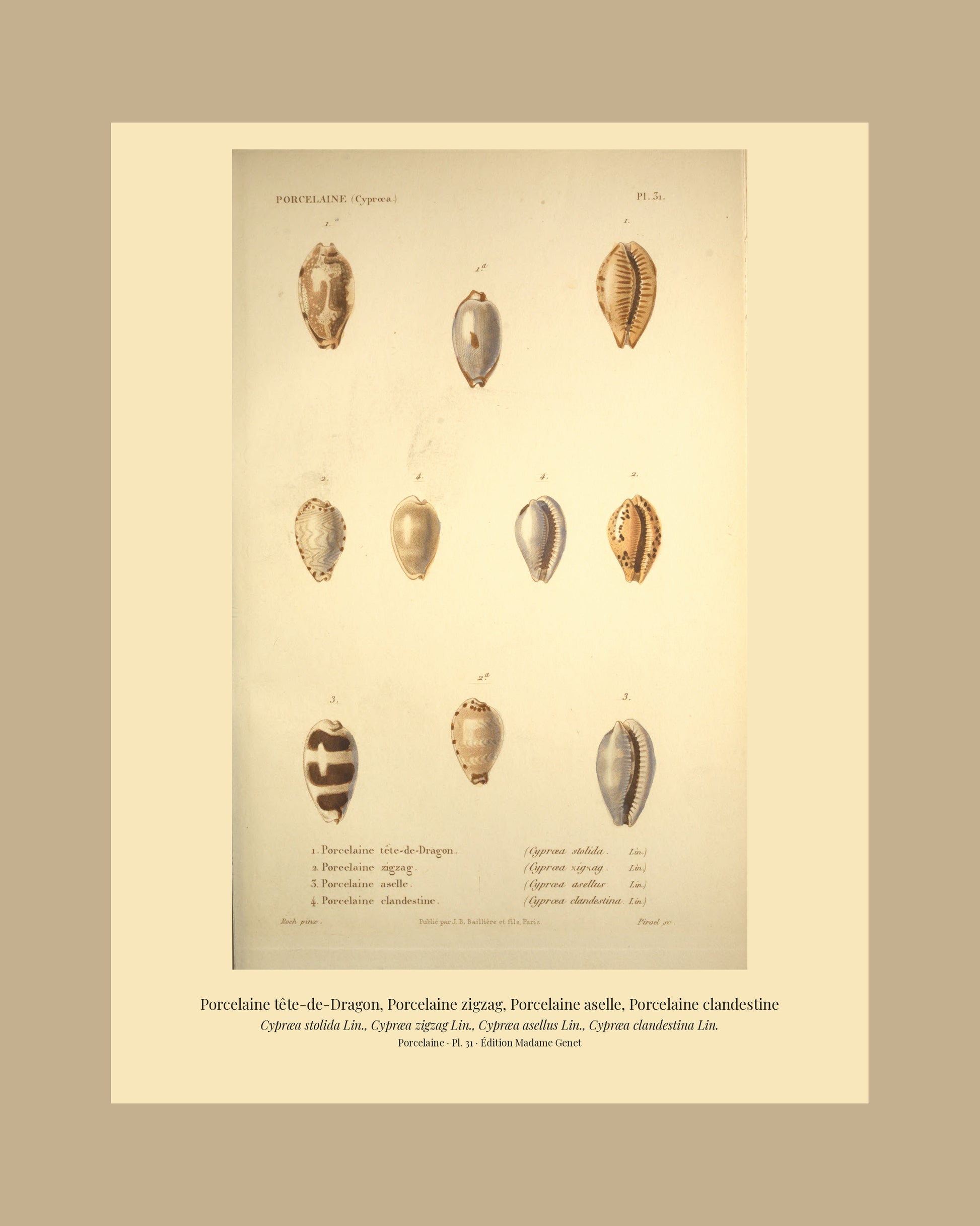 Cypræa stolida, Cypræa zigzag, Cypræa asellus and Cypræa clandestina — Porcelaine tête-de-Dragon, Porcelaine zigzag, Porcelaine aselle and Porcelaine clandestine, hand-engraved plate 31 from Kiener, Coquilles vivantes, Paris.
