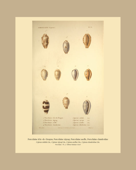Cypræa stolida, Cypræa zigzag, Cypræa asellus and Cypræa clandestina — Porcelaine tête-de-Dragon, Porcelaine zigzag, Porcelaine aselle and Porcelaine clandestine, hand-engraved plate 31 from Kiener, Coquilles vivantes, Paris.