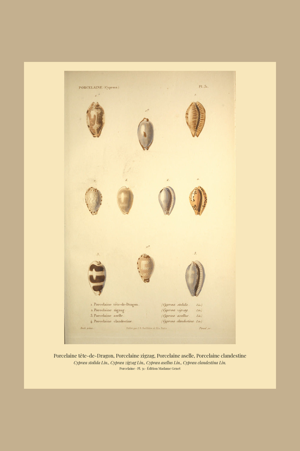 Cypræa stolida, Cypræa zigzag, Cypræa asellus and Cypræa clandestina — Porcelaine tête-de-Dragon, Porcelaine zigzag, Porcelaine aselle and Porcelaine clandestine, hand-engraved plate 31 from Kiener, Coquilles vivantes, Paris.
