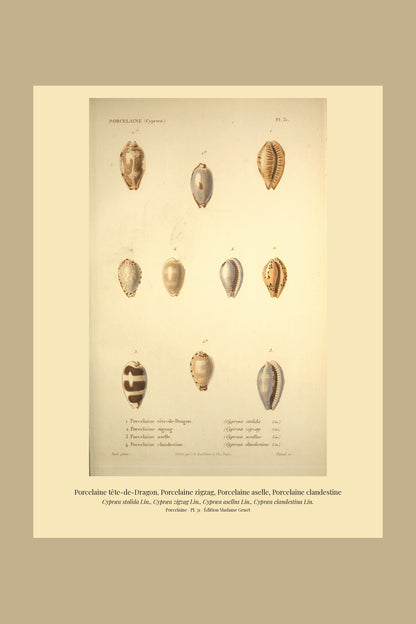 Cypræa stolida, Cypræa zigzag, Cypræa asellus and Cypræa clandestina — Porcelaine tête-de-Dragon, Porcelaine zigzag, Porcelaine aselle and Porcelaine clandestine, hand-engraved plate 31 from Kiener, Coquilles vivantes, Paris.