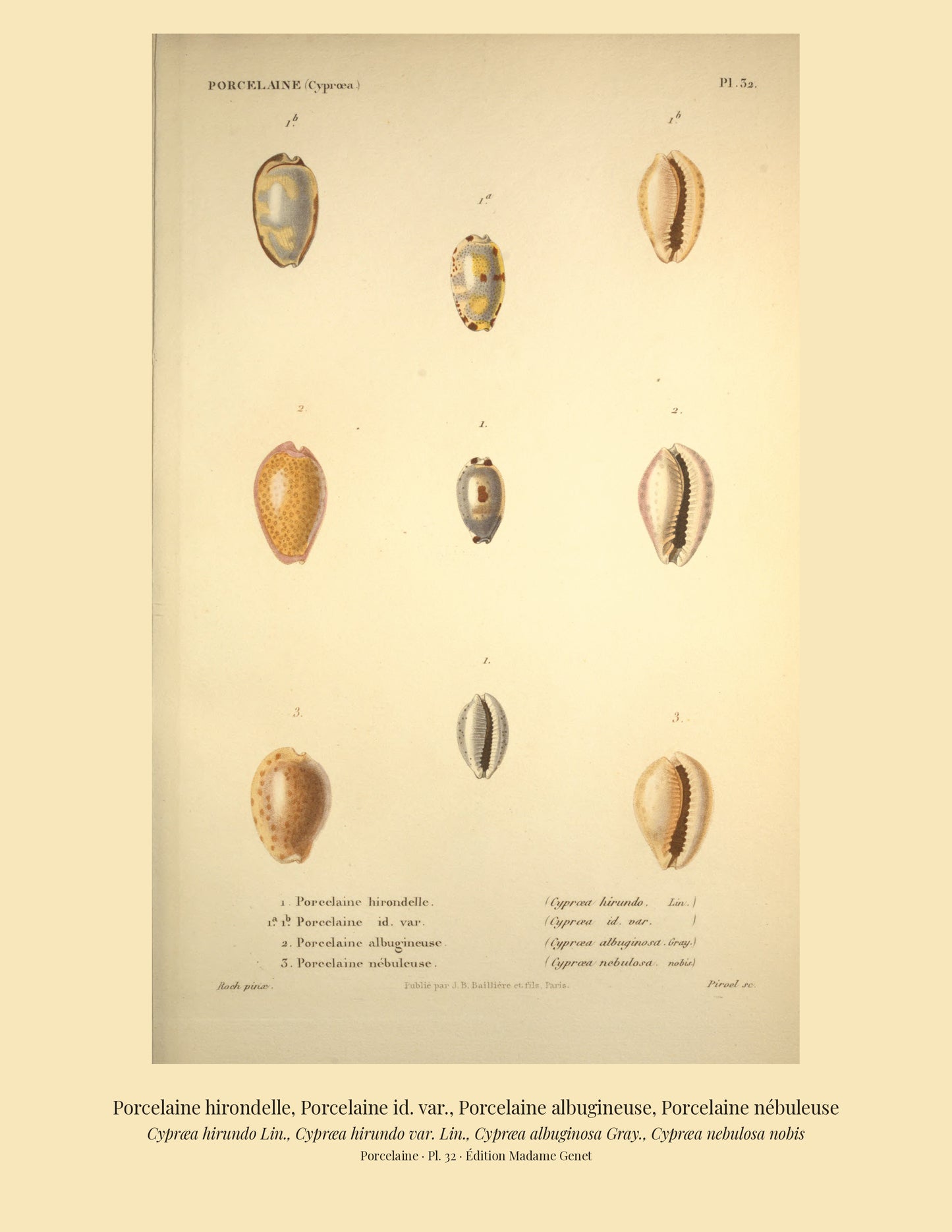 Cypræa hirundo, Cypræa hirundo var., Cypræa albuginosa and Cypræa nebulosa — Porcelaine hirondelle, Porcelaine id. var., Porcelaine albugineuse and Porcelaine nébuleuse, hand-engraved plate 32 from Kiener, Coquilles vivantes, Paris.