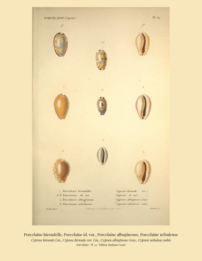 Cypræa hirundo, Cypræa hirundo var., Cypræa albuginosa and Cypræa nebulosa — Porcelaine hirondelle, Porcelaine id. var., Porcelaine albugineuse and Porcelaine nébuleuse, hand-engraved plate 32 from Kiener, Coquilles vivantes, Paris.