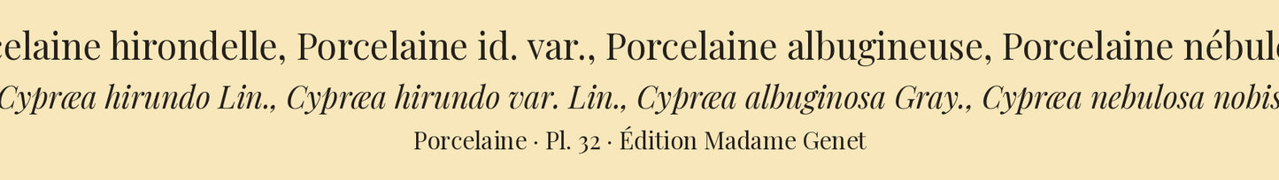 Cypræa hirundo, Cypræa hirundo var., Cypræa albuginosa and Cypræa nebulosa — Porcelaine hirondelle, Porcelaine id. var., Porcelaine albugineuse and Porcelaine nébuleuse, hand-engraved plate 32 from Kiener, Coquilles vivantes, Paris.