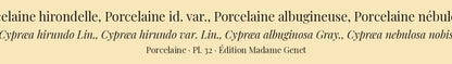 Cypræa hirundo, Cypræa hirundo var., Cypræa albuginosa and Cypræa nebulosa — Porcelaine hirondelle, Porcelaine id. var., Porcelaine albugineuse and Porcelaine nébuleuse, hand-engraved plate 32 from Kiener, Coquilles vivantes, Paris.