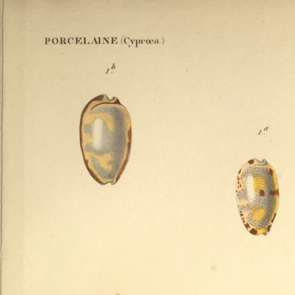 Cypræa hirundo, Cypræa hirundo var., Cypræa albuginosa and Cypræa nebulosa — Porcelaine hirondelle, Porcelaine id. var., Porcelaine albugineuse and Porcelaine nébuleuse, hand-engraved plate 32 from Kiener, Coquilles vivantes, Paris.