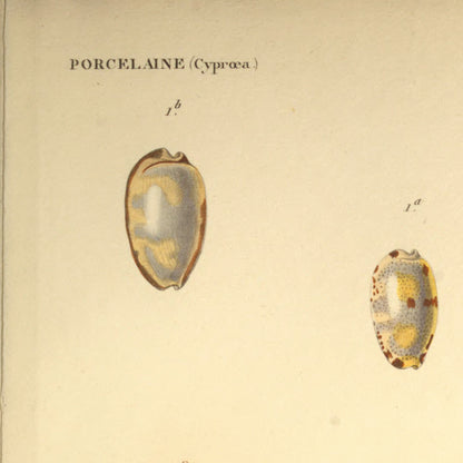 Cypræa hirundo, Cypræa hirundo var., Cypræa albuginosa and Cypræa nebulosa — Porcelaine hirondelle, Porcelaine id. var., Porcelaine albugineuse and Porcelaine nébuleuse, hand-engraved plate 32 from Kiener, Coquilles vivantes, Paris.