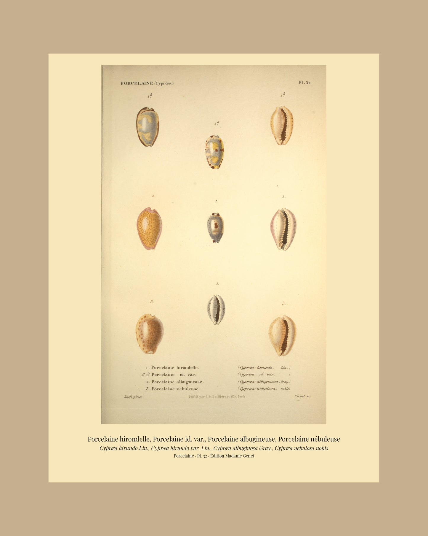 Cypræa hirundo, Cypræa hirundo var., Cypræa albuginosa and Cypræa nebulosa — Porcelaine hirondelle, Porcelaine id. var., Porcelaine albugineuse and Porcelaine nébuleuse, hand-engraved plate 32 from Kiener, Coquilles vivantes, Paris.