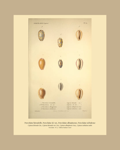 Cypræa hirundo, Cypræa hirundo var., Cypræa albuginosa and Cypræa nebulosa — Porcelaine hirondelle, Porcelaine id. var., Porcelaine albugineuse and Porcelaine nébuleuse, hand-engraved plate 32 from Kiener, Coquilles vivantes, Paris.