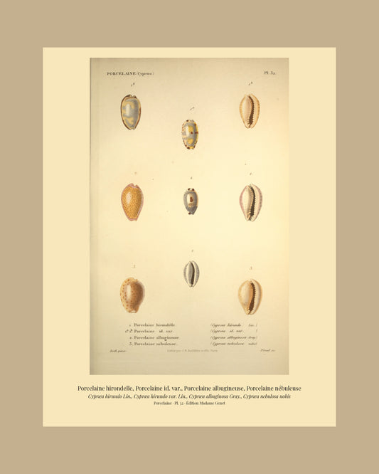 Cypræa hirundo, Cypræa hirundo var., Cypræa albuginosa and Cypræa nebulosa — Porcelaine hirondelle, Porcelaine id. var., Porcelaine albugineuse and Porcelaine nébuleuse, hand-engraved plate 32 from Kiener, Coquilles vivantes, Paris.