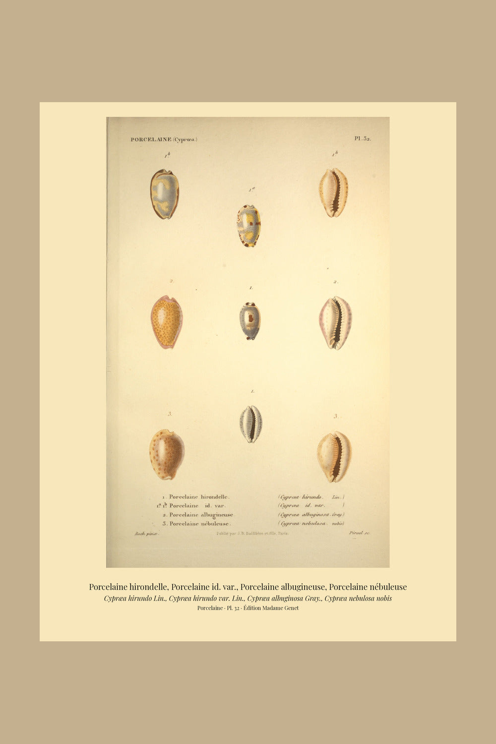Cypræa hirundo, Cypræa hirundo var., Cypræa albuginosa and Cypræa nebulosa — Porcelaine hirondelle, Porcelaine id. var., Porcelaine albugineuse and Porcelaine nébuleuse, hand-engraved plate 32 from Kiener, Coquilles vivantes, Paris.
