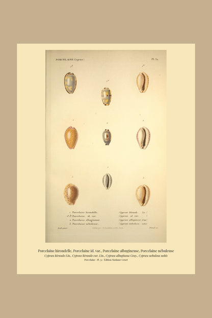 Cypræa hirundo, Cypræa hirundo var., Cypræa albuginosa and Cypræa nebulosa — Porcelaine hirondelle, Porcelaine id. var., Porcelaine albugineuse and Porcelaine nébuleuse, hand-engraved plate 32 from Kiener, Coquilles vivantes, Paris.