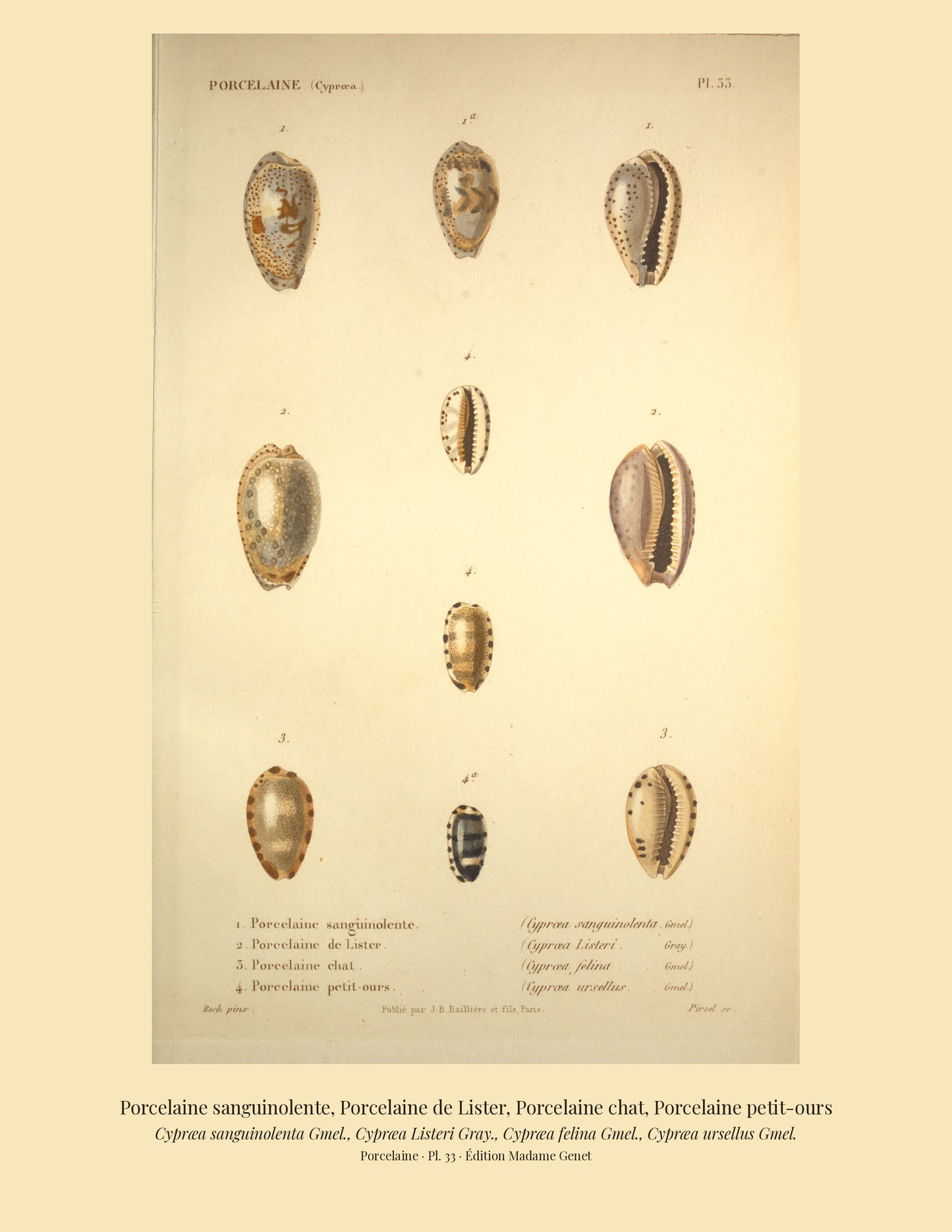 Cypræa sanguinolenta, Cypræa Listeri, Cypræa felina and Cypræa ursellus — Porcelaine sanguinolente, Porcelaine de Lister, Porcelaine chat and Porcelaine petit-ours, hand-engraved plate 33 from Kiener, Coquilles vivantes, Paris.