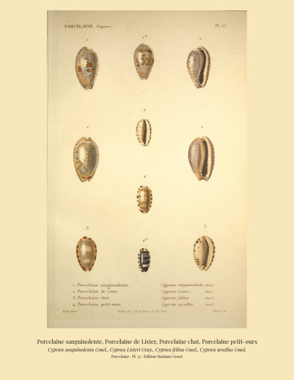 Cypræa sanguinolenta, Cypræa Listeri, Cypræa felina and Cypræa ursellus — Porcelaine sanguinolente, Porcelaine de Lister, Porcelaine chat and Porcelaine petit-ours, hand-engraved plate 33 from Kiener, Coquilles vivantes, Paris.