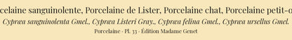 Cypræa sanguinolenta, Cypræa Listeri, Cypræa felina and Cypræa ursellus — Porcelaine sanguinolente, Porcelaine de Lister, Porcelaine chat and Porcelaine petit-ours, hand-engraved plate 33 from Kiener, Coquilles vivantes, Paris.