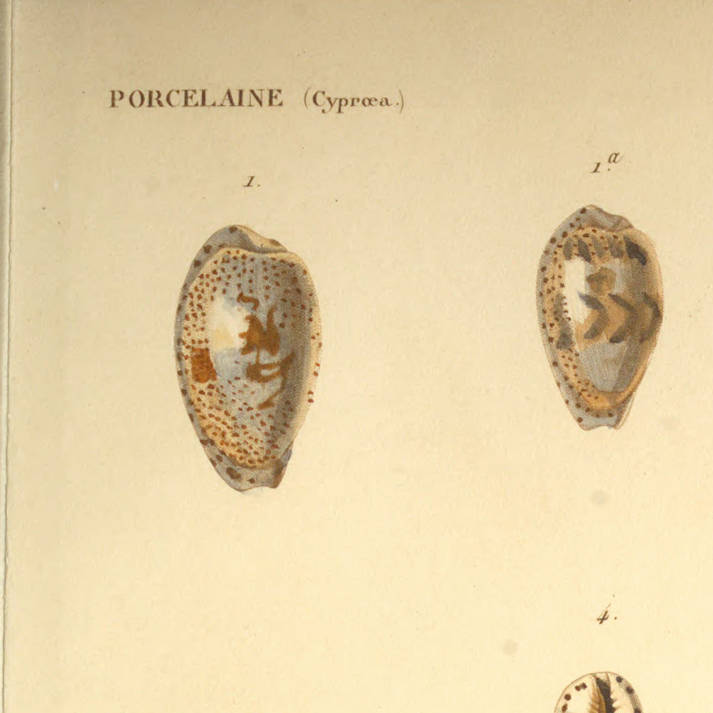 Cypræa sanguinolenta, Cypræa Listeri, Cypræa felina and Cypræa ursellus — Porcelaine sanguinolente, Porcelaine de Lister, Porcelaine chat and Porcelaine petit-ours, hand-engraved plate 33 from Kiener, Coquilles vivantes, Paris.
