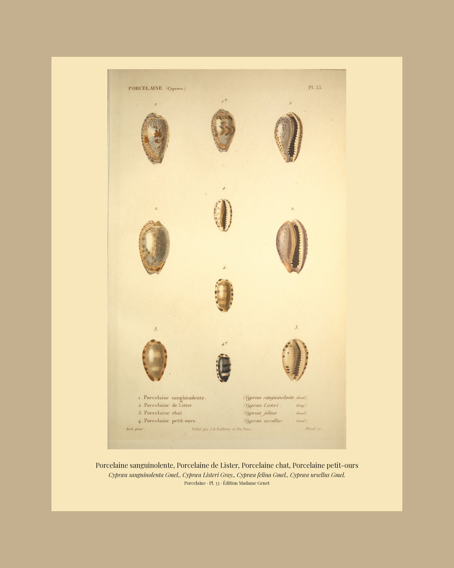Cypræa sanguinolenta, Cypræa Listeri, Cypræa felina and Cypræa ursellus — Porcelaine sanguinolente, Porcelaine de Lister, Porcelaine chat and Porcelaine petit-ours, hand-engraved plate 33 from Kiener, Coquilles vivantes, Paris.