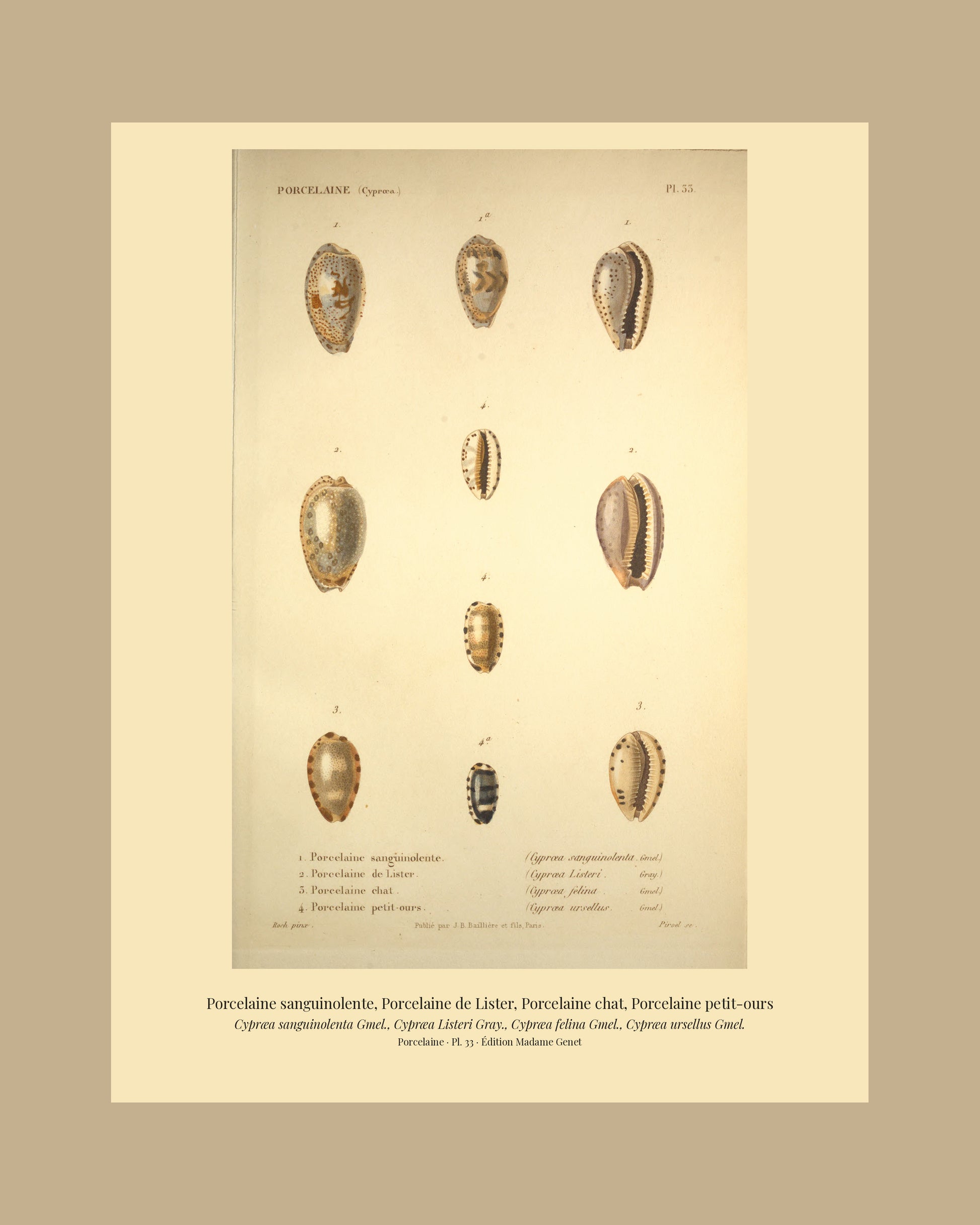 Cypræa sanguinolenta, Cypræa Listeri, Cypræa felina and Cypræa ursellus — Porcelaine sanguinolente, Porcelaine de Lister, Porcelaine chat and Porcelaine petit-ours, hand-engraved plate 33 from Kiener, Coquilles vivantes, Paris.