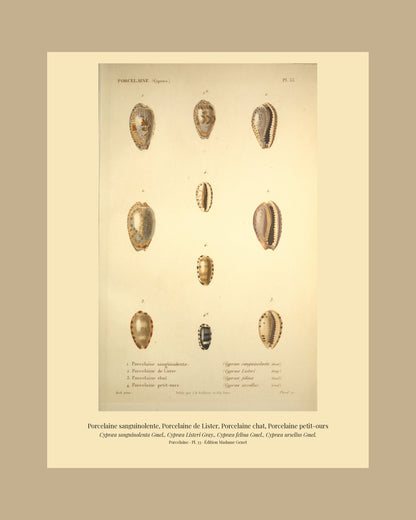 Cypræa sanguinolenta, Cypræa Listeri, Cypræa felina and Cypræa ursellus — Porcelaine sanguinolente, Porcelaine de Lister, Porcelaine chat and Porcelaine petit-ours, hand-engraved plate 33 from Kiener, Coquilles vivantes, Paris.